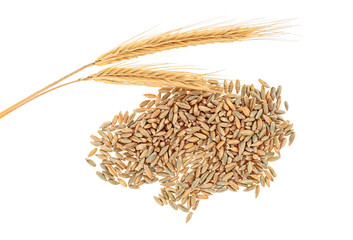 Rye grains and two spikelets on a white background, top view.