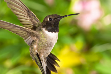 Black-Chinned Hummingbird Searching for Nectar in the Green Garden