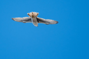 Prairie Falcon Soaring High in a Blue Sky
