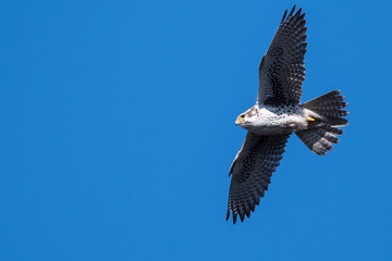 Prairie Falcon Soaring High in a Blue Sky