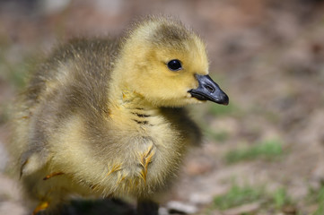 Newborn Gosling Exploring the Fascinating New World