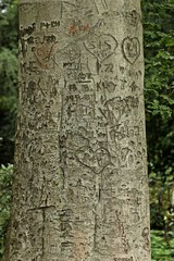 Baumstamm mit Rindenschnitzereien