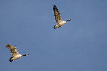 Pair of Canada Geese Flying in a Blue Sky