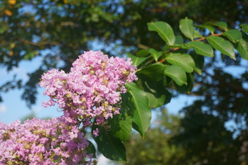 Pretty Pink lilac