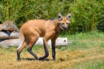 Maned Wolf (Chrysocyon brachyurus) walking on grass and seen from profile, the open mouth