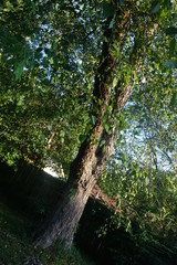 Fototapeta premium Tree in Backyard