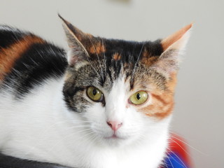 chat tricolore