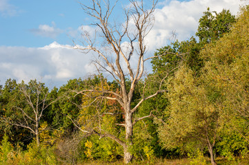 Obraz premium Old dry tree by the river