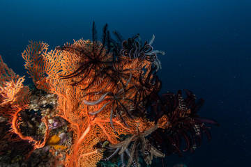 Fototapeta na wymiar Federsterne auf Koralle