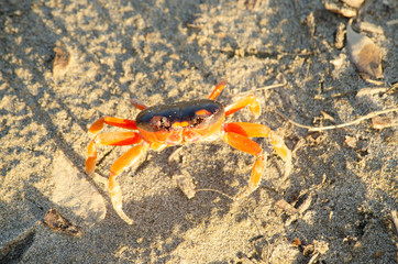 Fototapeta na wymiar Crab on the beach