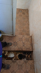 CLOSE UP: Standing above a dirty squatting latrine in a smelly restroom in Tibet