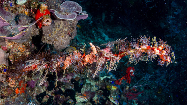 Anemonen auf Peitschenkoralle