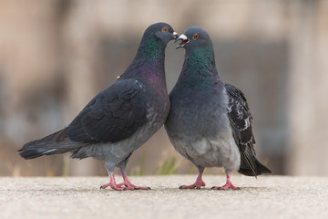 A Couple of Pigeons Showing Warm Love to Each Other on a Cold Winter Day