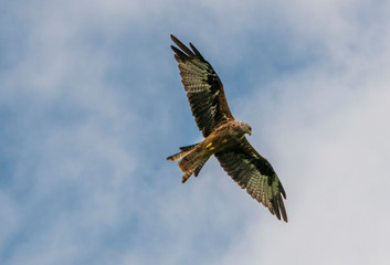 The Red Kite Feeding Station Brecon Beacons National Park Llanddeusant, Llangadog wales