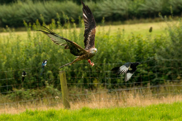 The Red Kite Feeding Station Brecon Beacons National Park Llanddeusant, Llangadog wales