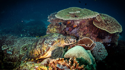 Fototapeta na wymiar Schildkröte im Korallenriff