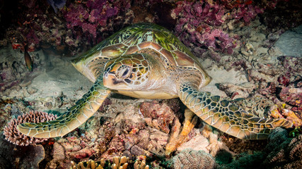 Schildkröte im Korallenriff