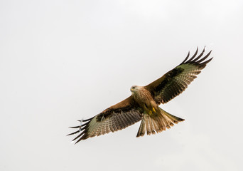 The Red Kite Feeding Station Brecon Beacons National Park Llanddeusant, Llangadog wales
