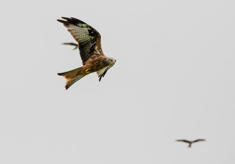 The Red Kite Feeding Station Brecon Beacons National Park Llanddeusant, Llangadog wales