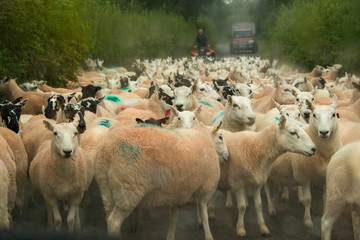 Flock of sheep being round up in a country lane