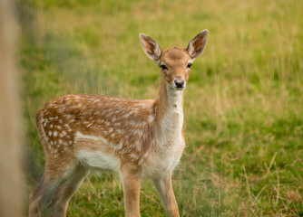 Naklejka na ściany i meble Spotted roe deer grazing in grassland