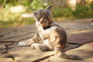 Kitten paw scratches behind the ear, summer outdoor portrait. Fleas and ticks in domestic animals