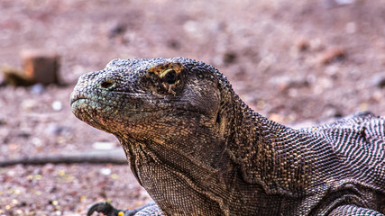 Komodo-Waran
