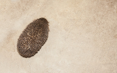 hedgehog animal on the ground