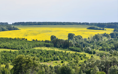 Rapeseed field in the middle of the forest.