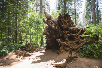 Upturned tree roots from a fallen giant sequoia 