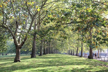 Fototapeta premium St James's Park à Londres - Angleterre