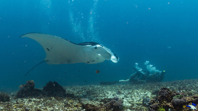 Mantarochen