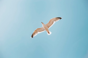 bird in the sky in Norway