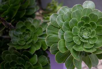 perennial plant in the park of Lisbon