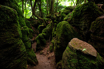 The moss covered rocks of Puzzlewood, an ancient woodland near Coleford in the Royal Forest of Dean, Gloucestershire, UK