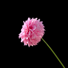 Flower of pink dahlia isolated on a black background