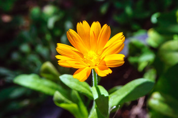 Bright orange calendula flower in the garden.