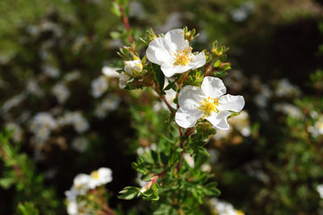 Beautiful flowers potentilla fruticosa in the garden.