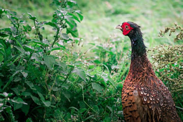 Pheasant walks in the meadow, in the nature of Ameland, close up, colours, wild animal, bird, nature-pictures