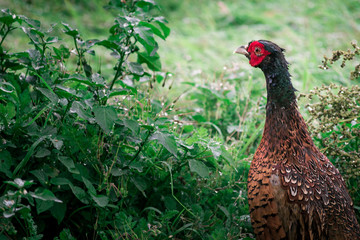 Pheasant walks in the meadow, in the nature of Ameland, close up, colours, wild aniamal, bird, nature-pictures