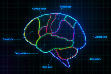 Medical brain research with anatomy of human brain lobes at abstract digital squares background.