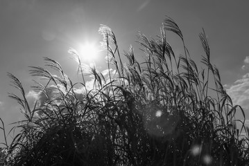 Reed panicles swaying in the wind and the sun in the sky with highlights