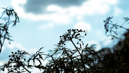Silhouette of a branch with elderberry on a background of sky with clouds