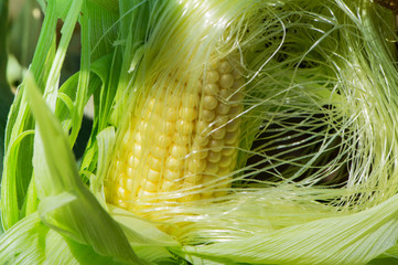 Ripe fresh cob of sweet corn on the stem