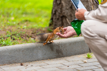 A man feeds a squirrel with nuts in the park