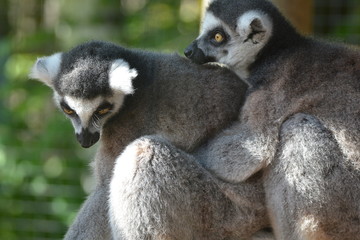 ring tailed lemur