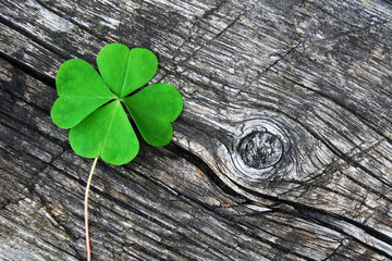 four leaf clover on old gray cracked wood