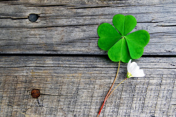 Green clover with four leaves and small white flower on gray wooden  background