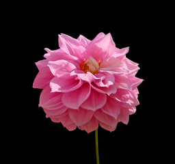 Flower of pink dahlia isolated on a black background