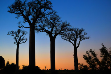 Fototapeta premium Silhouette of baobab trees in south Madagascar on an early morning